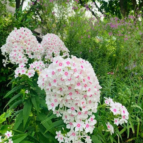 Phlox de alfombra - flox subulata elevada de jardín trepadora de oficina interior exóticas comprar semillas balcón primavera invernaderos balcón reverdecimiento tejados 550pcs