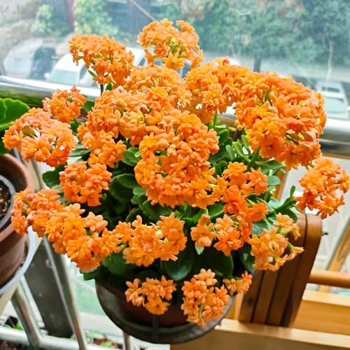 günsel bodendecker winterhart mehrjährig winterharte kübelpflanzen bunteBlumenwiese gartenpflanzen winterhart mehrjährig Sehr Bienen und Insektenfreundlich bienenfreundlichBonsai150Samen