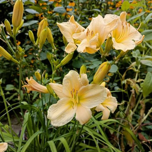Taglilien, steingartenpflanzen Hemerocallis fulva, Taglilie, gartensamen gartendeko für draußen blumensamen mehrjährig winterhart 100Samen