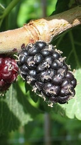 Pianta di Gelso Regina Nero in Vaso da 20 cm