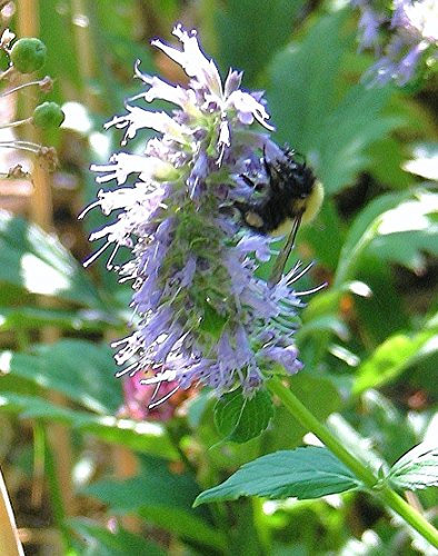 Semi di anice Issopo (2018): agastache anethiodora: North Amean Wildflower