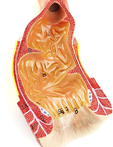 1 st. anatomisk modell av mänsklig ändtarmskanal - skala 1:1 PVC-pedagogisk modell for anatomistudier och undervisningshjälpmedel
