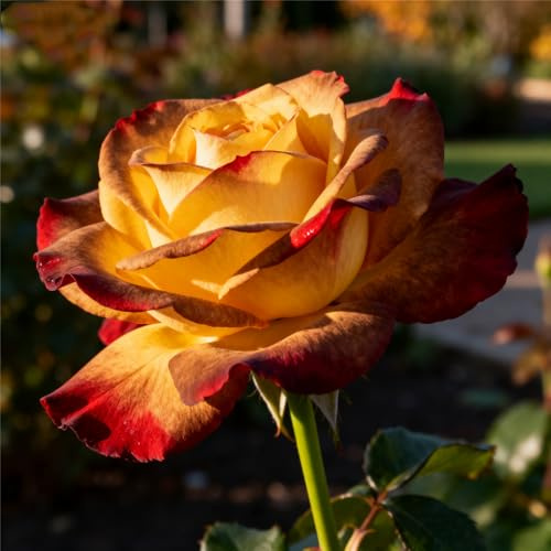 Rizoma de rosa Fragancia exquisita. Raíces de rosas -perenne.Adaptable. Resistente al frío.Puro amor.-2Rizomas-G