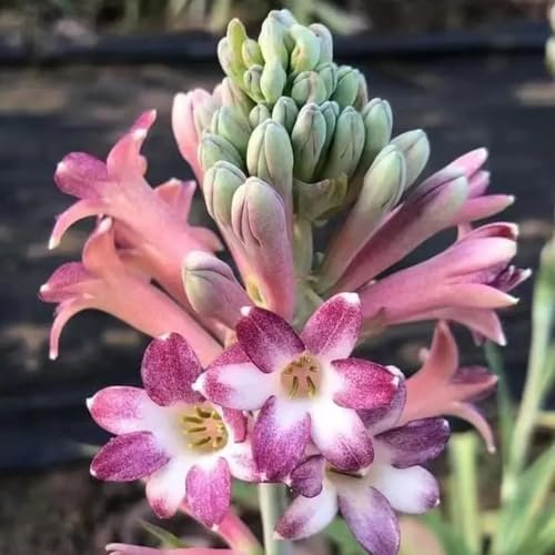 bulbos de nardo - perenne camas elevadas jardín temprana silvestres primaveral 12pcs