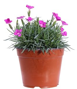 Pianta vera di Dianthus Gratianopolitanus Kahori o Kaori o Garofanino fiori vari colori ornamentale da esterno venduta da eGarden.store (Ciclamino)