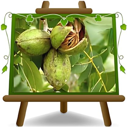 EURO PLANTS VIVAI Noce Pecan Desirable pianta da Frutto età 2 anni