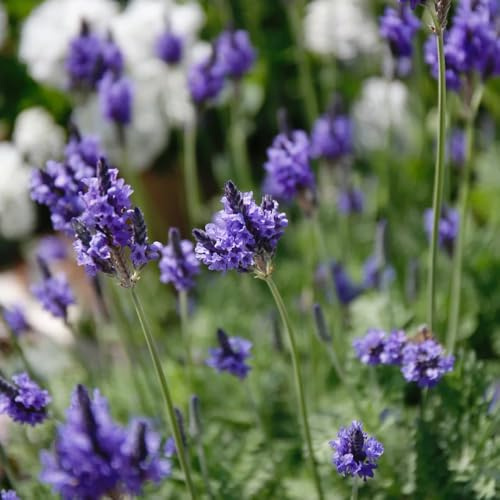 semillas de lavanda - variedades tradicionales interior Decoraciones jardín exteriores 300pcs