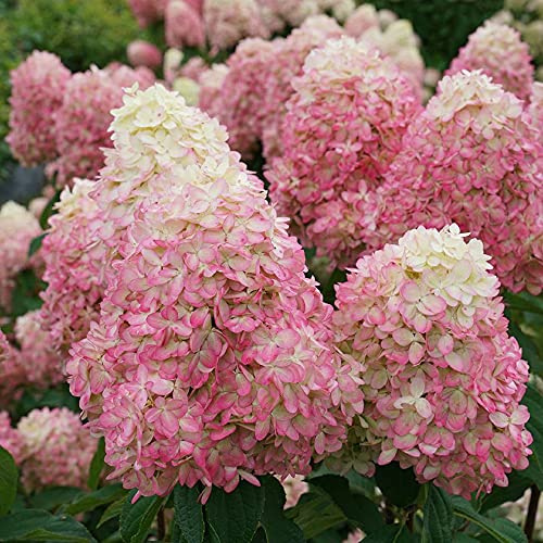 Limelight Prime® Panicle Hydrangea - Hydrangea paniculata - 4 Pot Proven Winners