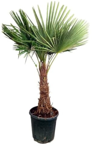 Planta Natural Palmera Trachycarpus Fortunei, 120-130 cm | Palmera China de Abanico, Palma de China, Resistente al Frío, Hojas en Abanico y Tronco Fibroso, Segura Garden