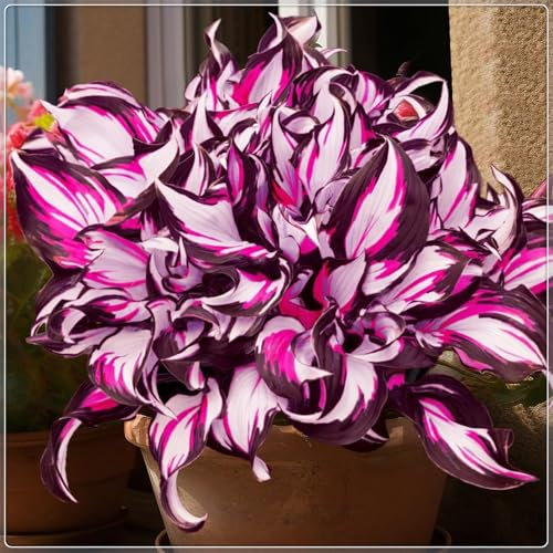 Excellent Display, Easy to Plant, Hosta Rhizome，Flowering Rhizome,Wedding Flowers,Greening Flower,Hostas for Planting-4 Bulbs-A