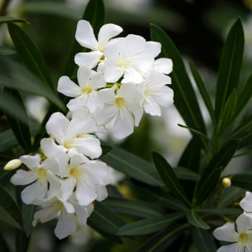 semi di oleandro, verdi, decorazioni da giardino per esterno di oleandro, biologici antiche varietà, arboree 30pcs
