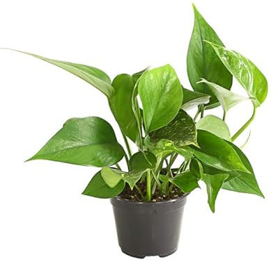 Poto - Epipremnum Aureum - Planta Natural de Interior Perfecta para Principiante