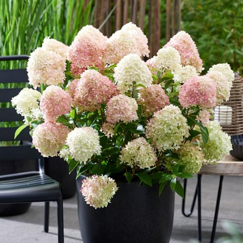 Garten-Schlüter® rosa Zwerg-Rispenhortensie 'Living Little Love®', Farbverlauf, lange Blütezeit, sehr winterhart, pflegeleicht, kleinbleibend, im 3 Liter Topf