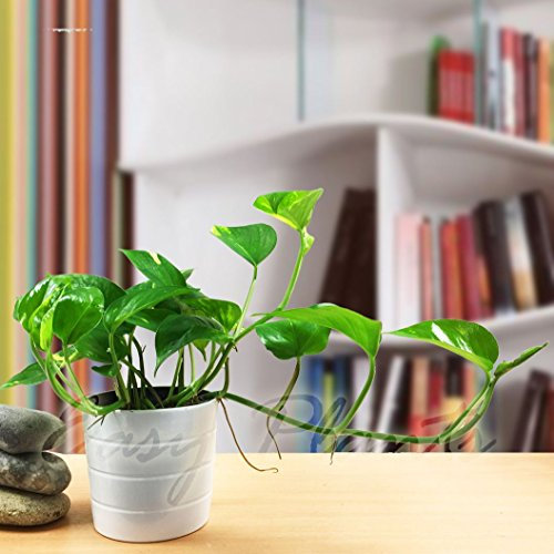 1 Devil's Ivy Golden Pothos Evergreen House Plant in Ceramic Pot