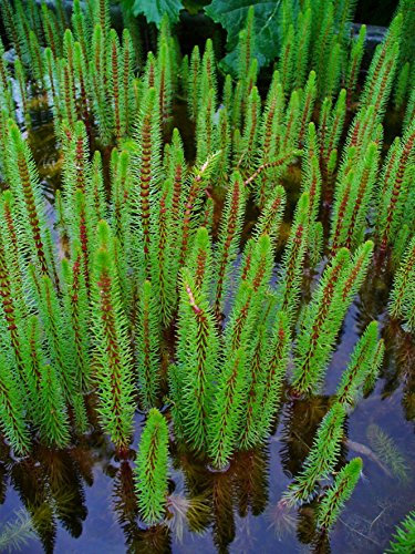 Hippuris Vulgaris - 9cm Pot - Mare’s Tail - Marginal Pond Plant – Water Plant