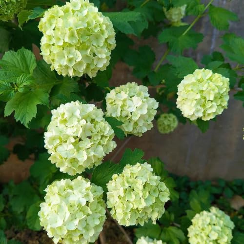 Semi di ortensia palla di neve - serre da balcone decorazione da giardino per esterni semi biologici regali per gli amanti del giardino decorazione floreale esotiche arbusti 60pcs
