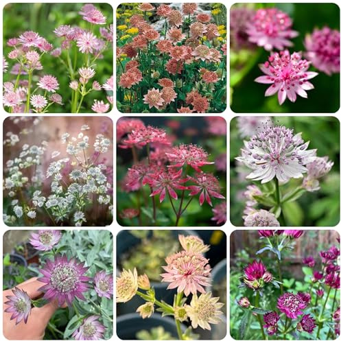 semi di astrantia stella ombrella da giardino, d'appartamento di ombrella stellata to perenne, primaverile decorazioni, 300pcs