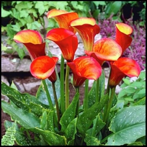 Zantedeschia Bulbi - Robusti, Compatti, Freschi, Intatti, Sani, Plump, Vitali