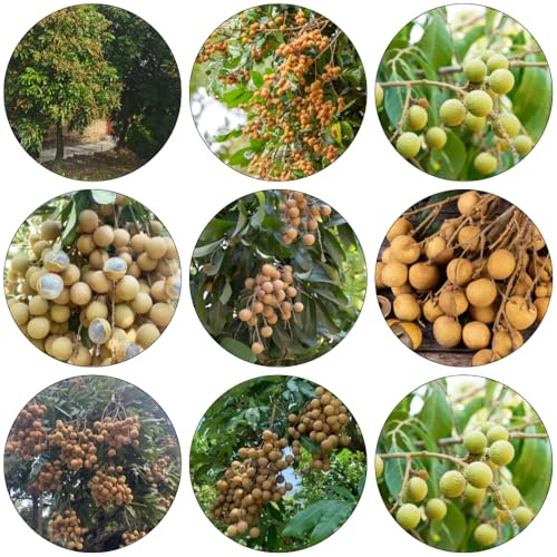 longan balkonpflanzen winterhart zimmerpflanzen säulenobstbäume winterharte stauden mehrjährig gartenpflanzen winterhart mehrjährig winterharte kübelpflanzen hochbeete für garten 20samen