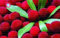 semillas 10pcs madroño Fresa delicioso chinos estupendo rojo Semillas Bayberry fruta para el sano y Home Garden 5