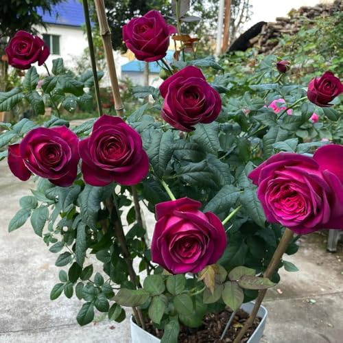 Semi di rose resistenti-Semi di rose-da giardino perenni resistenti in vaso giardino to-facile da piantare coltivazione di semi 350pcs
