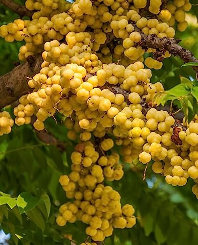 Planta de MALAY GOOSBERRY 'Phyllanthus Acidus' en maceta - h. 80/100 cm