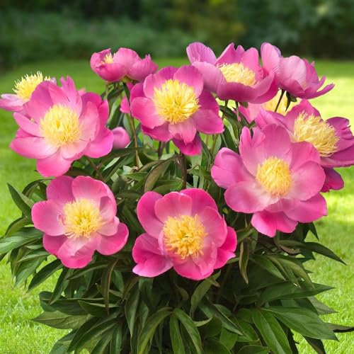 Piante Vere da Esterno - 1 Peonia Pianta Vera Rosa Nippon - Perenni - Piante e Fiori Esclusivi dall'Olanda - per giardino, vasi e balcone (non semi, non bulbi, non artificiali)
