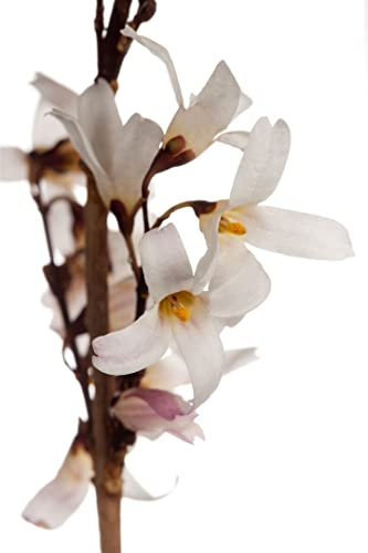 Weiße Forsythie Abeliophyllum distichum 40-60 cm Zierstrauch winterhart | Frühblüher mit duftenden Blüten, schnittverträglich, sonniger bis halbschattiger Standort, ideal als Solitär oder Beetakzent