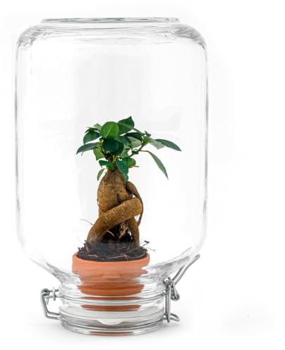 Oasis of Life Flaschengarten Easyplant Terrarium avec ficus ginseng bonsaï Plante d'intérieur à arrosage automatique dans un pot en verre italien Facile d'entretien et durable
