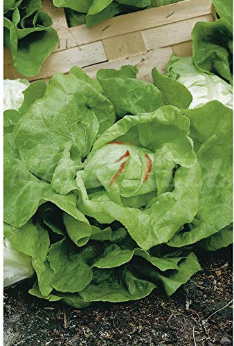 Semillas hortícolas - Lechuga trocadero - Mascarell