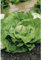 Semillas hortícolas - Lechuga trocadero - Mascarell