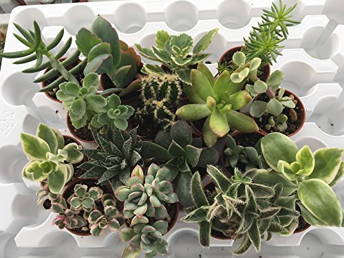 Set N. 20 Piante Grasse Senza Spine Succulenti|Vaso Diametro 3.5 cm|Set di Produzione.
