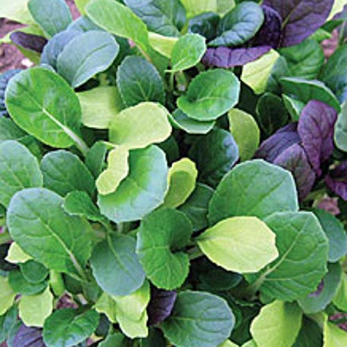 Viridis Hortus - Pak Choi Colour Crunch Mix 400 (1g Approx.) Vegetable/Fruit Seeds