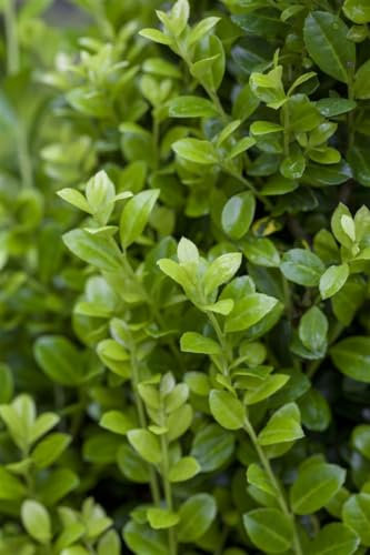 Japanische Stechpalme 15-20 cm Topf Ilex crenata Heckenpflanze immergrün