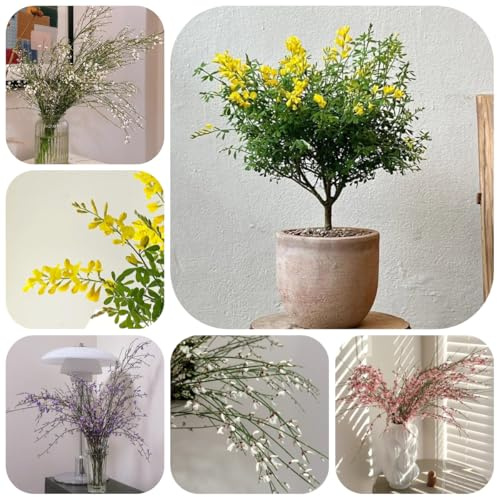 ginster bio blumenbeet, balkon deko ginster seltene, wohnzimmer deko blumenwiese mehrjährig gartendeko 125samen