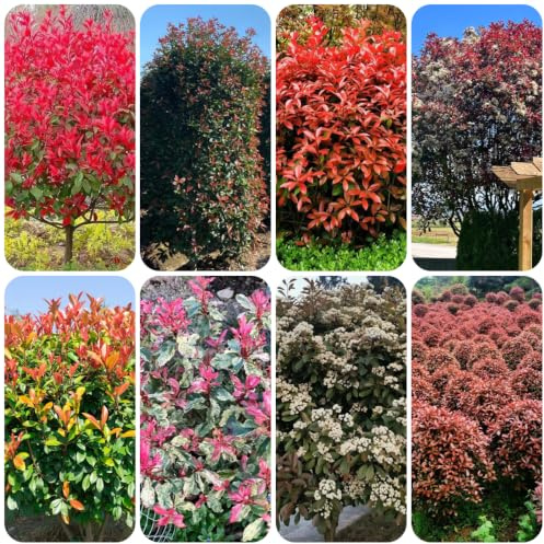 semillas de photinia Red Robin - Decoración sala estar con cama 420pcs