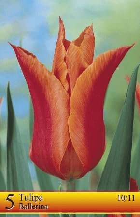 AGRONOM | TULIPES - BALLERINA - Bulbes de Fleurs | Plantes Vivaces de Jardin | Bulbes de Fleurs à Planter | Belles Fleurs Couleurs Vives | Couleur Orange | 5 Pièces à Bulbes