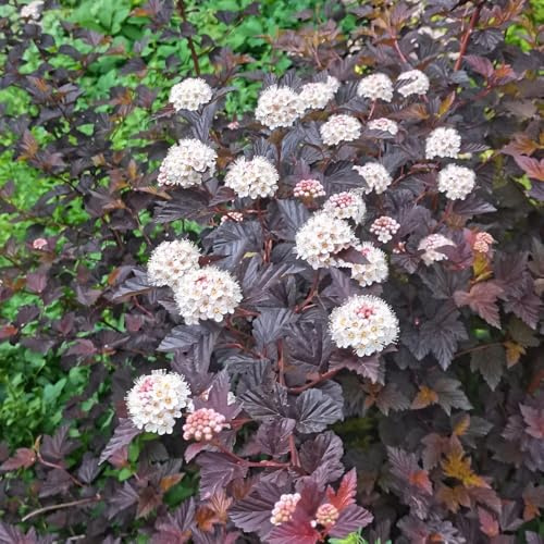 Semi di euforbia del fagiano, decorazione da giardino per esterni Semi di Physocarpus amurensis, per luoghi soleggiati esotiche arbusti sempreverdi resistenti da giardino 30pcs