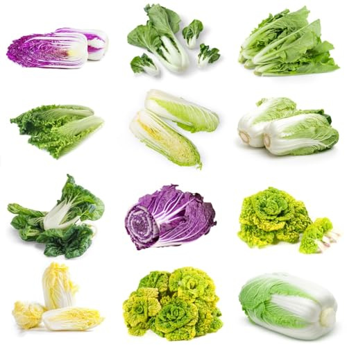 Semillas de col china - raras Semillas de Pak Choi - resistentes para el jardín cubierta vegetal variedades antiguas semillas para camas elevadas 200pcs