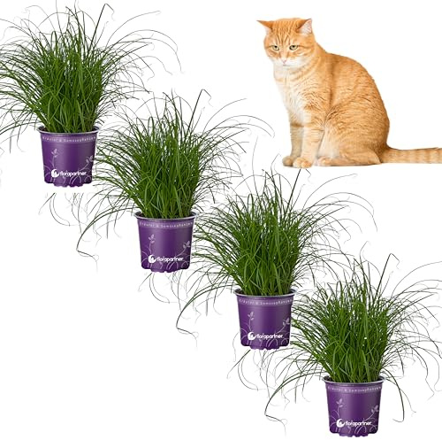 Florapartner Frisches Katzengras (Cyperus zumula) – 4 Pflanzen ungiftiges Zyperngras für Katzen & Nagetiere, weiche Halme gegen Haarballen, Zimmerpflanze im 12cm Topf