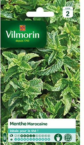 Menthe Marocaine Vilmorin