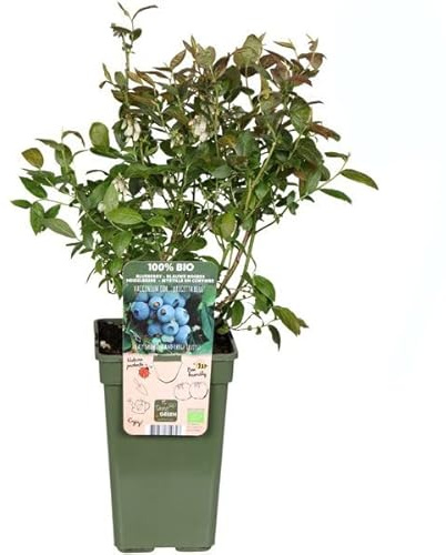 Planta del Arándano - Frutos del Bosque - Planta Natural para Cultivar Arándanos Azules