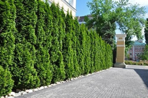 25st. Thuja Smaragd 160-180cm für 10m Hecke Lebensbaum Heckenpflanzen Edelthuja immergrüne Pflanze Sichtschutz
