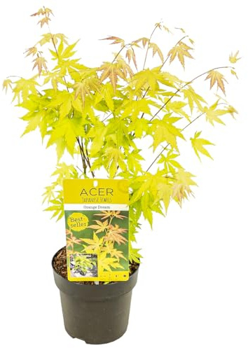 Bloomique - Acer palmatum 'Orange Dream' - Érable du Japon - Feuillage orange - Résistant au froid - Hauteur 40-50 cm - Pot 15 cm