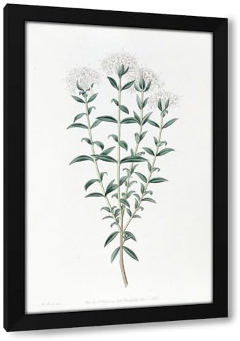 Sydenham Edwards 17x24 Black Modern Framed Art Print Titled: Intermediate Pimelea (1815-1819)