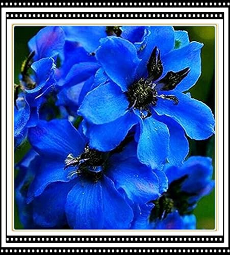 Resistente al frío - Raíz de clemátide - vertical - Decoración paisajística de terraza de jardín - / [CXXFGFT].-6 Bulbos-B