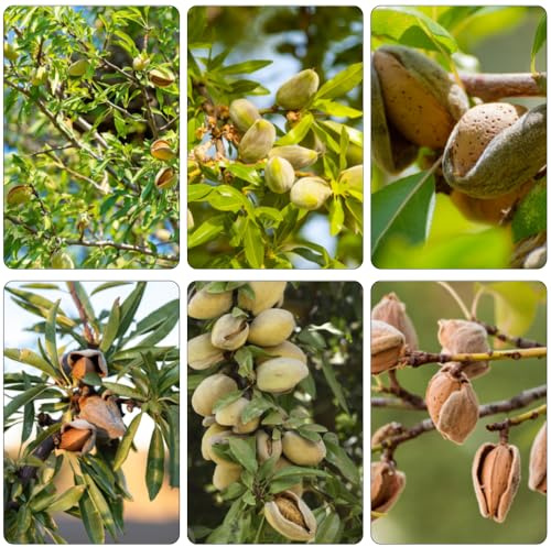 Mandelbaum kübelpflanzen winterhart mehrjährig kräutersamen pflanzensamen stauden zimmerpflanze heilkräuter gartenpflanzen topfpflanzen dachbegrünung deko büro bonsai topf dekopflanzen 12samen