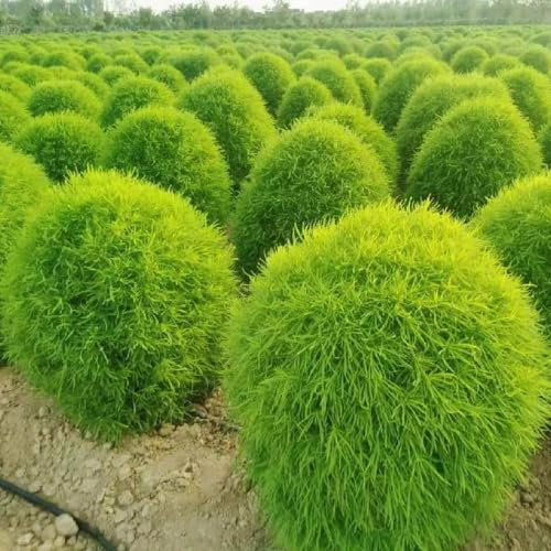 semi di cipresso estivo rampicanti tappezzanti in vaso rialzata rara rampicante recisi balcone decorazioni giardino per esterni 200pcs