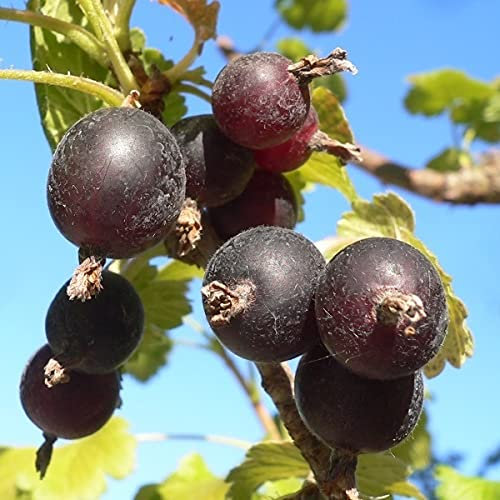 Jochelbeere Jostabeere Johannisbeere x Stachelbeere Fußstamm/Halbstamm/50 cm Stamm/ 5 Liter Topfballen