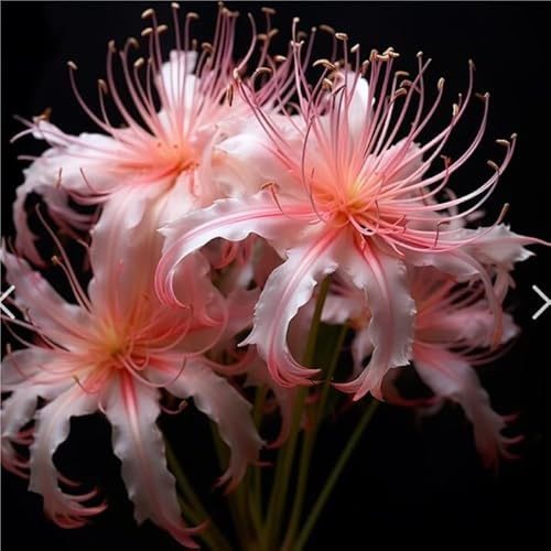 Lycoris bulbi, Giglio Ragno pianta vera,Piante perenni,Decorazione del giardino, bulbi belli e sani(non fiori artificiali)-2 bulbs-F